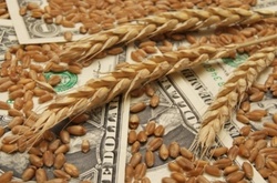 Корупційні схеми в «Державній продовольчій зерновій корпорації»