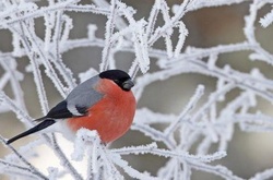 Морозна погода