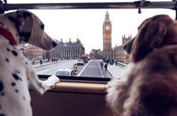 В Лондоне появился экскурсионный тур специально для… собак