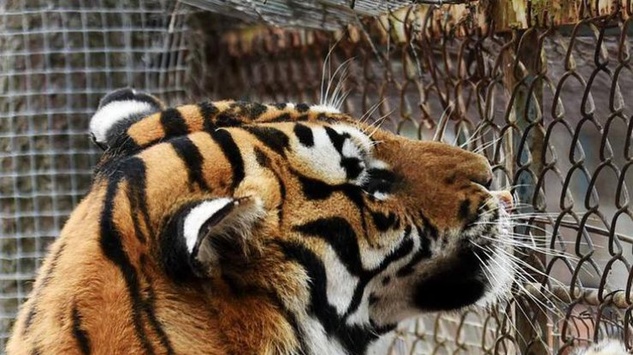 У Китаї в зоопарку тигри на шматки роздерли туриста