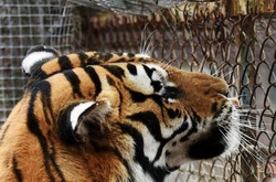 У Китаї в зоопарку тигри на шматки роздерли туриста