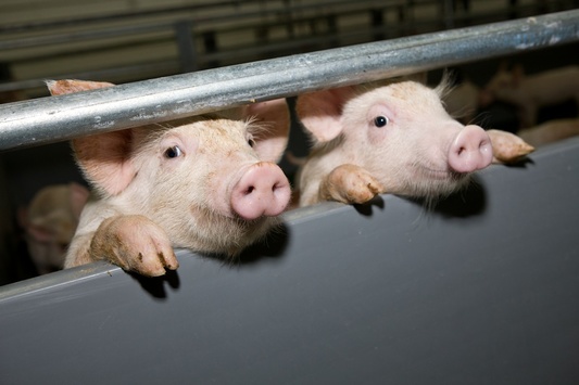 Африканська чума свиней поширилась на 20 областей