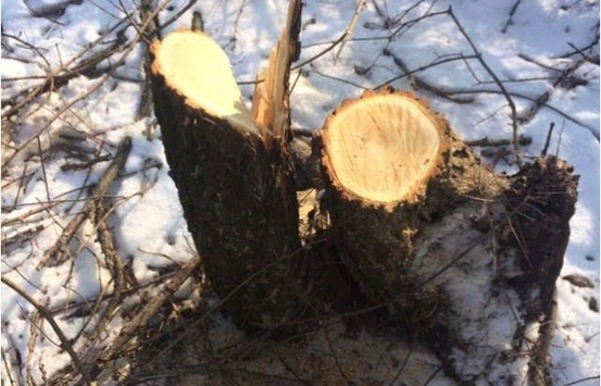 Дерева, які вирубали на Закарпатті, знайшли в Угорщині