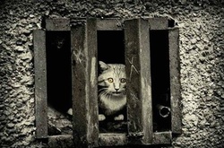 У «Главкомі» прес-конференція: «Вуличні коти. Доля бути замурованим у підвалі»
