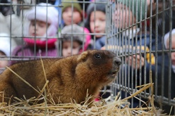  Харківський бабак спрогнозував теплу весну та безвіз для України