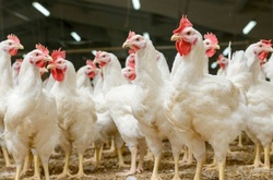 Навесні Україна може відновити експорт птиці в Ізраїль