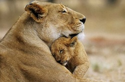 30 милых семейных фото животных, которые заставят вас улыбнуться