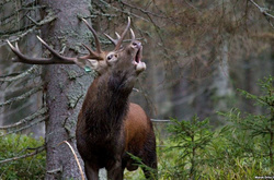 В Україні набув чинності мораторій на відстріл лосів