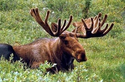 В Україні заборонили полювати на лосів