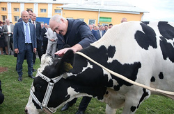 Чому Лукашенко по черзі буцає двох корів