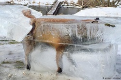 Замерзла в Дунаї лисиця та «пташине весілля». Вражаючі фото зимової Німеччини