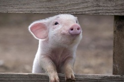 На Дніпропетровщині порахували, скільки свиней загинуло через африканську чуму