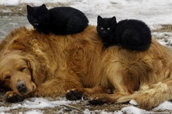 Волонтери покажуть киянам покинутих на Донбасі домашніх тварин