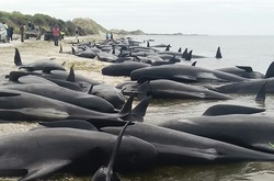 Понад 400 китів викинулися на берег в Новій Зеландії