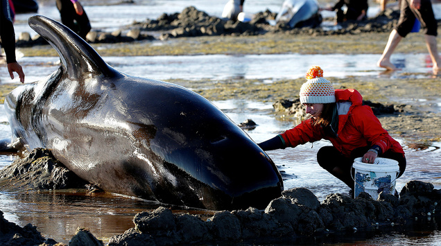 Понад 400 дельфінів викинулися на берег у Новій Зеландії