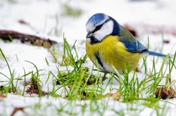 В Україну йде потепління
