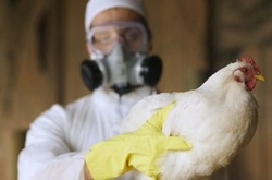 Вісім випадків пташиного грипу виявлено у Польщі за останні дні