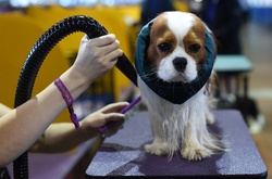 Самая престижная в США выставка собак