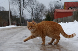 Ожеледиця на дорогах