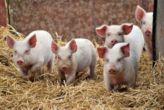 В Україні поголів’я свиней скоротилося до історичного мінімуму