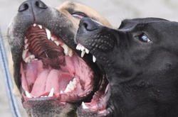 На Вінниччині собаки насмерть загризли пенсіонерку