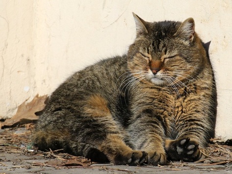 Залишки снігу та коти на сонці: фоторепортаж із лютневої Одеси