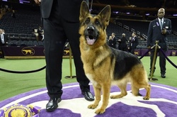 В Нью-Йорке выбрали самую красивую собаку в мире