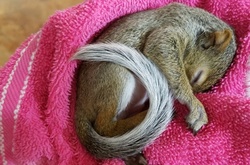 Необычный домашний питомец: как выглядит жизнь с ручной белкой