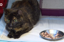 Кішка Пеппер