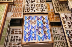 Тысячи бабочек, грызунов и костей: тайные коллекции Американского музея естественной истории 