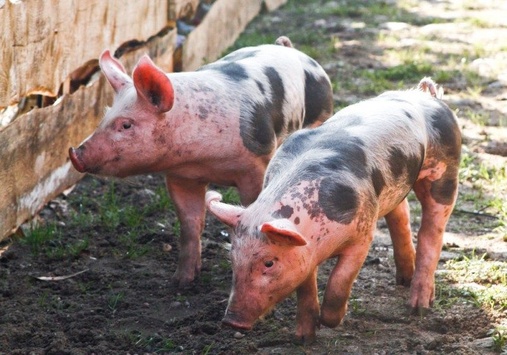 Держпродспоживслужба підтвердила спалах африканської чуми свиней у Запоріжжі 