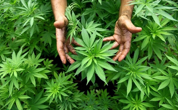Британська поліція виявила в ядерному бункері велику плантацію марихуани