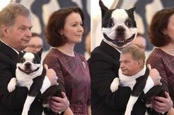 Любимец президента Финляндии стал звездой интернета