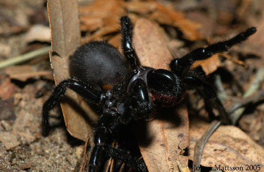 В Австралії врятували дитину після укусу найотруйнішого в світі павука