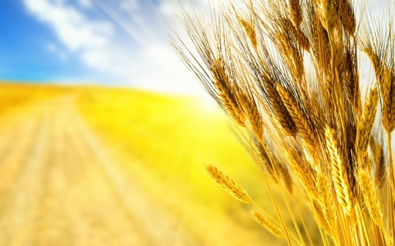 Україна займає шосте місце у світі за експортом пшениці