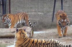 Через окупацію Криму потерпають навіть тварини 