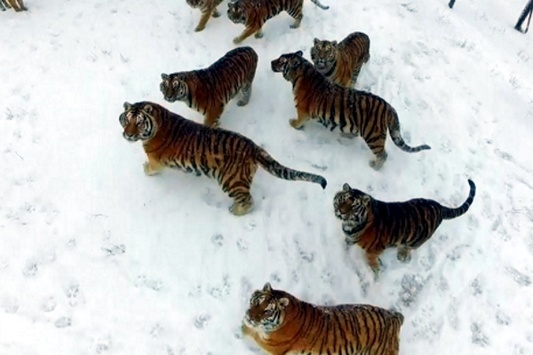 В китайском парке тигры поймали дрон