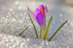 Останній день зими буде по-весняному теплий 