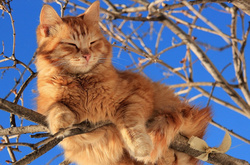 У перший день весни буде тепло 