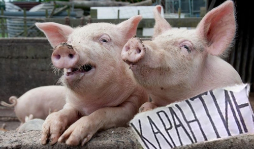 Через африканську чуму свиней карантин діє у 49 населених пунктах