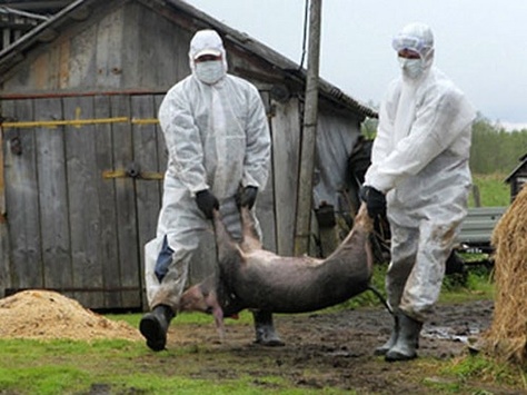 Через одного впольованого дикого кабана у 400 дворах були вилучені свині