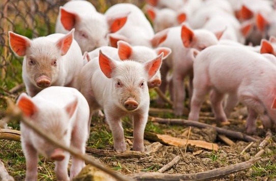 Внаслідок африканської чуми у Запоріжжі загинуло 18 свиней