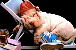 Десять домашних любимцев, которые не хотят отпускать хозяина в поездку 