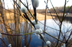 Синоптики обіцяють на вихідні до 15 градусів тепла