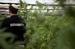 В Ізраїлі пом'якшено відповідальність за вживання марихуани