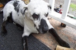 15 животных, которых раскрасила сама природа 