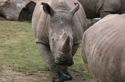 У Франції браконьєри вбили в зоопарку білого носорога