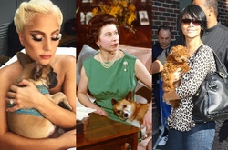 Звездные собачки: кто приносит тапочки знаменитостям