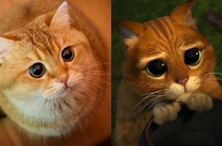 В Instagram найден настоящий Кот в сапогах из «Шрека» 