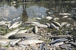 На Південній Борщагівці стався масовий мор риби